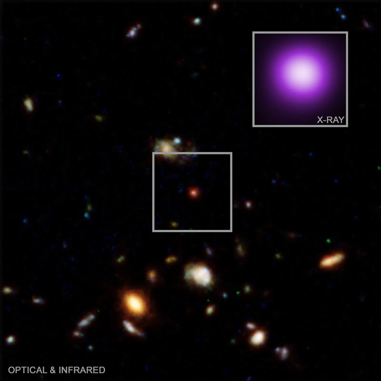 Chandra and Webb Unlock the Mystery of "Little Red Dots"